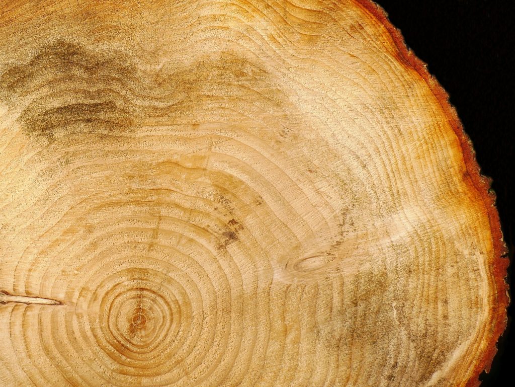 Cerne arbre Carole Cettolin